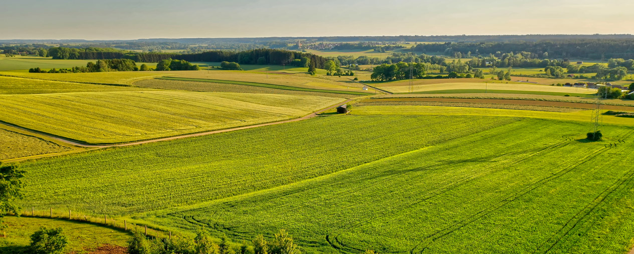 Panorama polskich pól ekologicznych latem – zrównoważone rolnictwo w praktyce